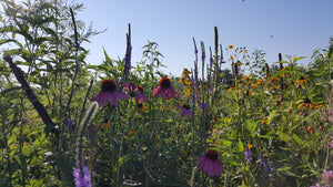 Prairie Plant Conservation Part 1: Responsible Harvesting of Native Medicinal Plants