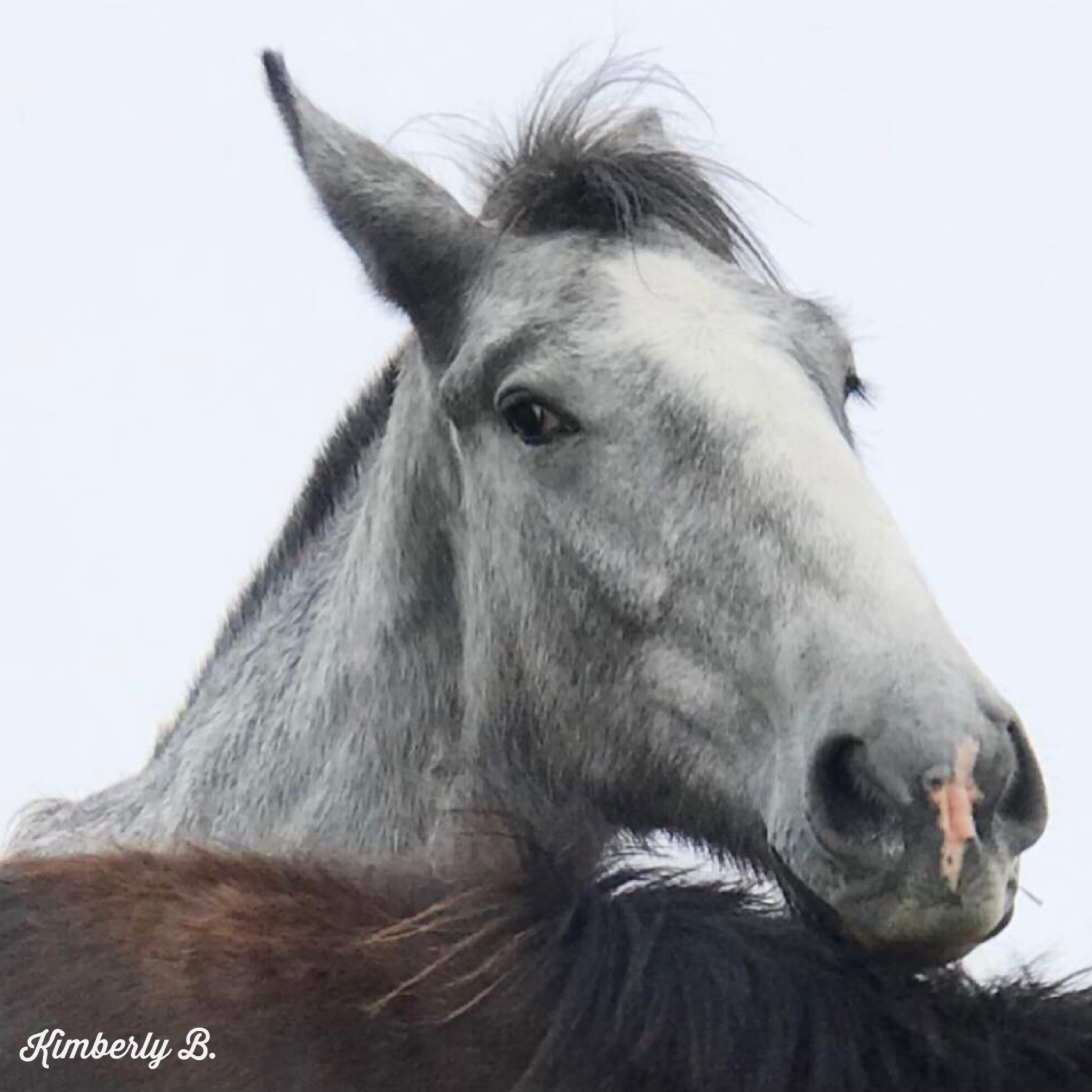 Dry Brushing: Not Just for Horses!