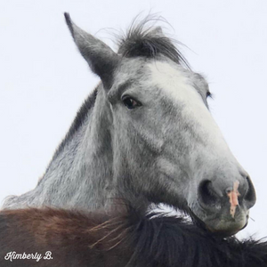 Dry Brushing: Not Just for Horses!