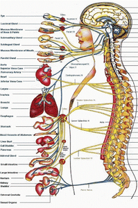 (Spinal) Communications