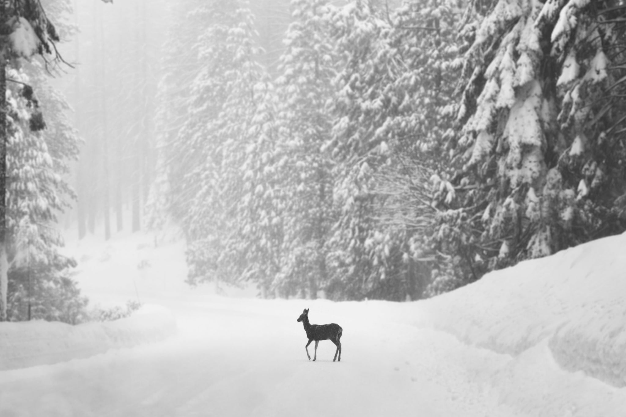 Seasonal Transitions and Rituals:  The Winter Cleanse