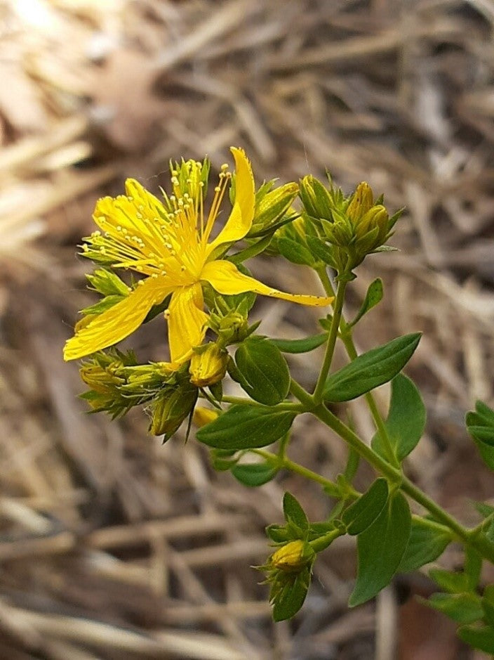 Saint John's Wort