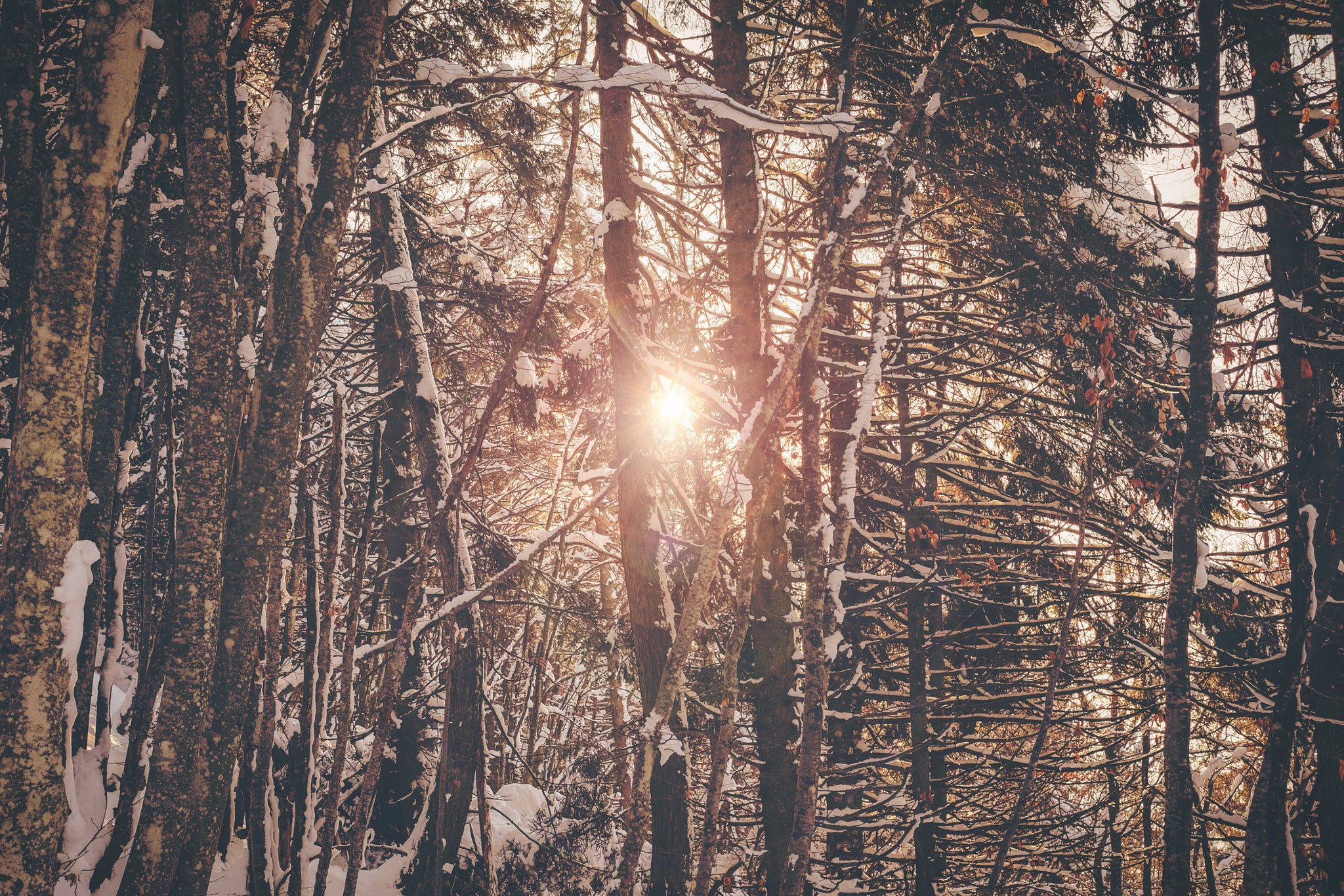 The Seasons of Life - Winter