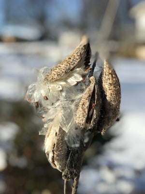 White Peony – Prairie Star Botanicals